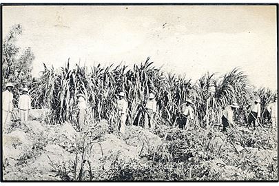 D.V.I., St. Croix, Prison gang in the Sugarfield. A. Ovesen no. 18987.