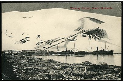 South Shetlands Whaling Station med dampskibe. U/no. Lille hj.knæk.