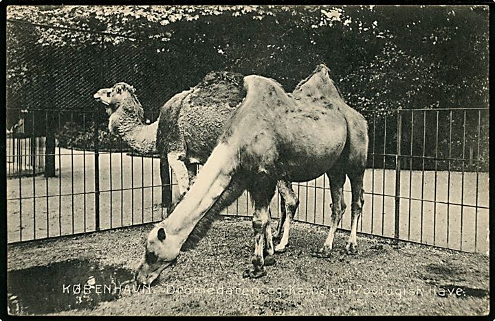 Zoologisk Have. Dromedar og kamel. Stenders no. 11904. Kvalitet 8