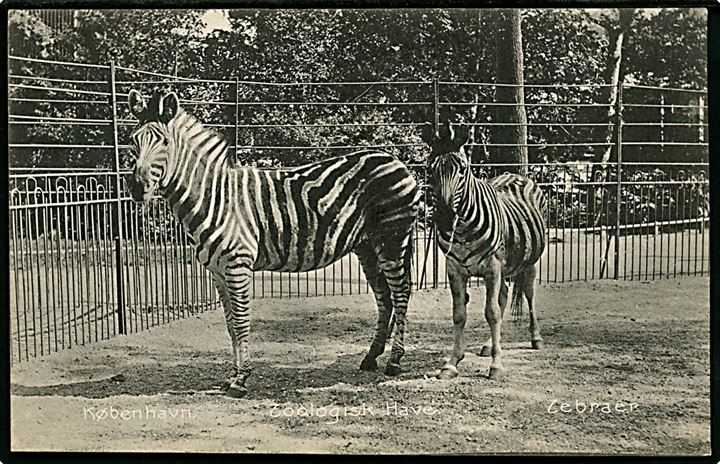 Zoologisk Have. Zebra. Stenders no. 5960. Kvalitet 8