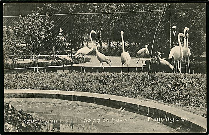 Zoologisk Have. Flamingo. Stenders no. 5962. Kvalitet 8