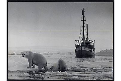 Svalbard, ishavsskude og isbjørne. Fotografi af Herta Grøndal. 17½x24 cm.