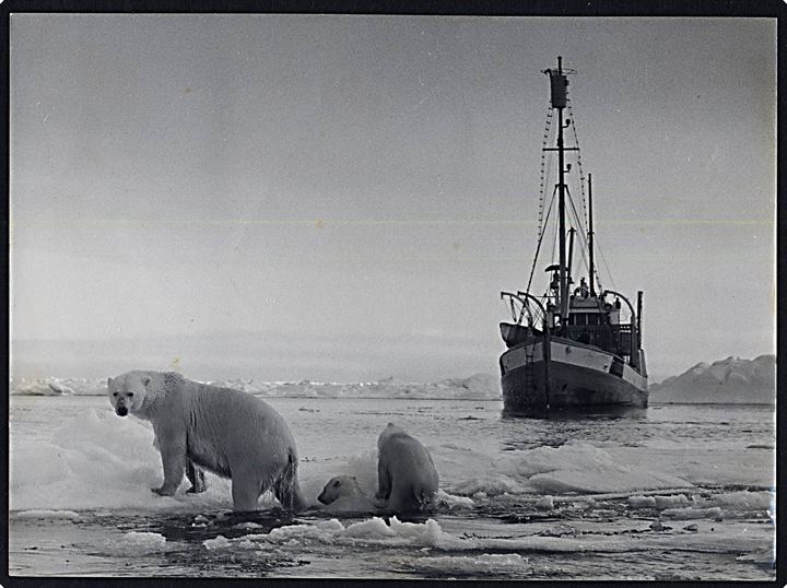 Svalbard, ishavsskude og isbjørne. Fotografi af Herta Grøndal. 17½x24 cm.