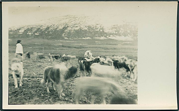 Hunde ved Thule. Fotokort fra Inspektionsskibet Islands Falks togt 1925. Fotokort u/no.