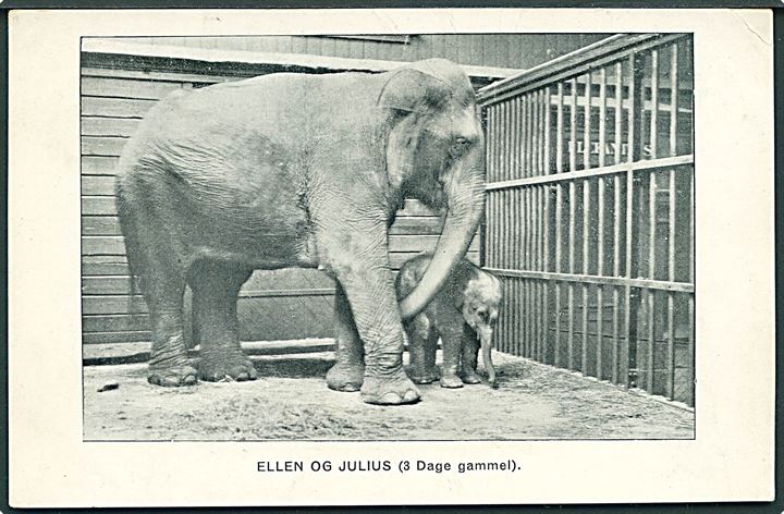 Elefanterne Ellen og Julius (3 dage gammel). J. D. Qvist & Komp. u/no. 