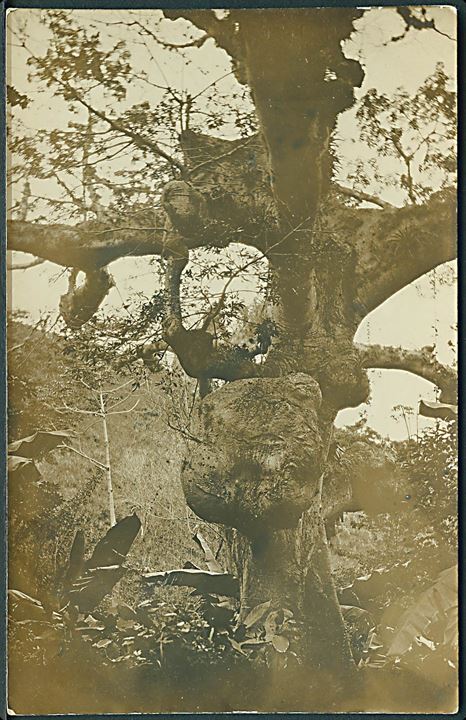D.V.I., foto. Knudret gammelt træ. Fotokort u/no. Kvalitet 7