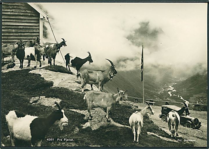 Fra Fjeldet med geder, Norge. Normann Kunstforlag no. 4361. Fotokort. 