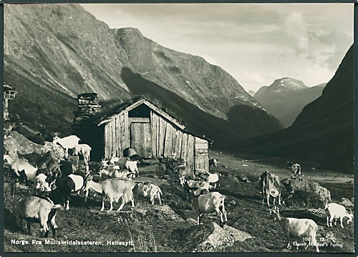 Fra Mullskridalsseteren, Hellesylt i Norge. Med geder. Harstads Forlag no. 106. ?. 13. Fotokort. 