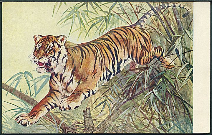 Meinholds Tierbilder no. 3. Tiger.