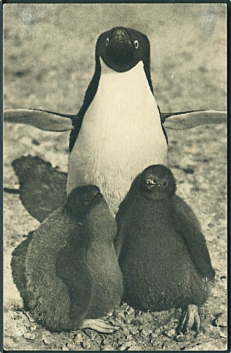 Pingvin med unger. Atlas Photo no. 54. Nålehul.