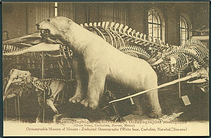 Oceanografiske Museum i Monaco. Udstoppet isbjørn og hval skelet. Giletta no. 290