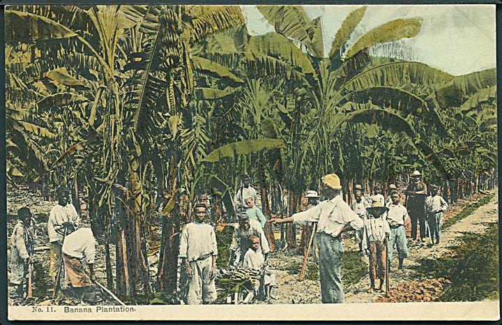 Banana Plantation, Jamaica. A. Duperly & Sons no. 11. 