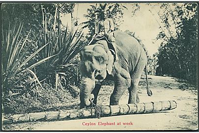 Ceylon Elephant at work. M. B. Uduman's no. 128. 