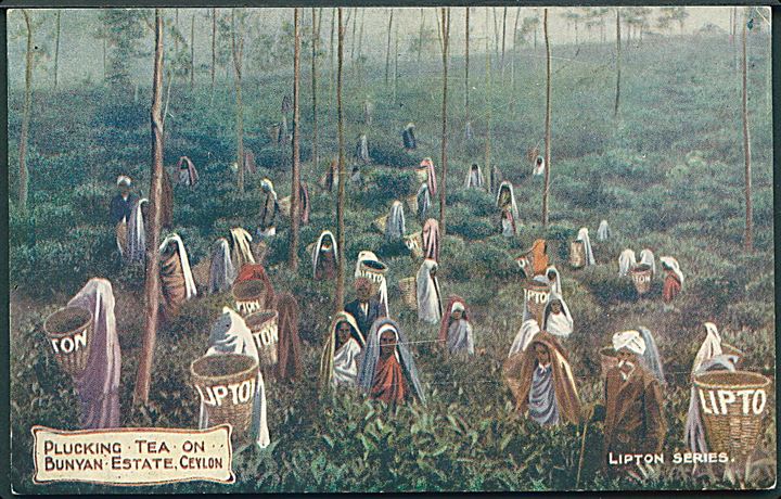 Plucking Tea on Bunyan Estate, Ceylon. Lipton Series. Photochrom Co. u/no. 