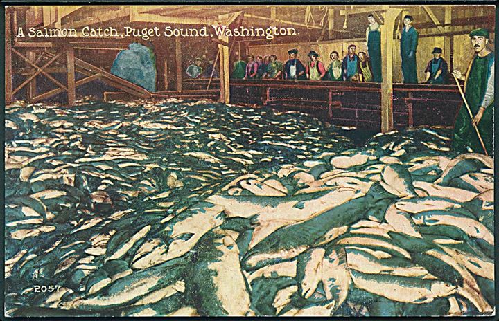 A Salmon Catch, Puget Sound, Washington, USA. Pacific Novelty Co. no. 2057. 