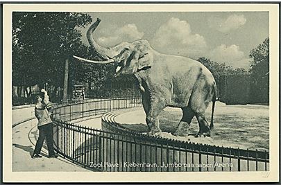 Zoologisk Have i København. Elefanten Jumbo på aaben Arena. Stenders no. 10. 