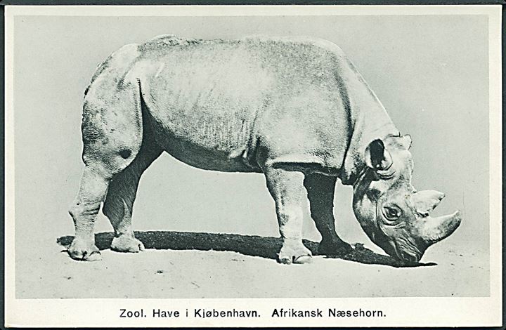 Zoologisk Have med Afrikansk Næsehorn, Kjøbenhavn. Stenders no. 68058. 