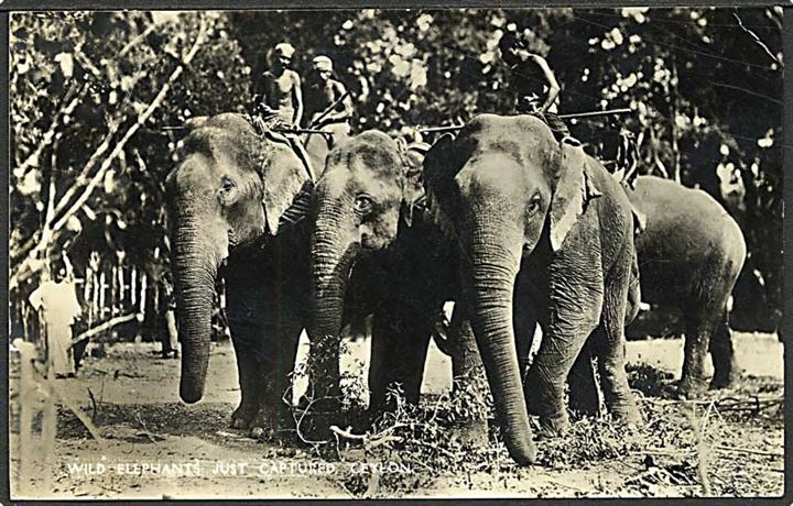 Just indfanget vild elefant paa Ceylon. Platé no. 43.