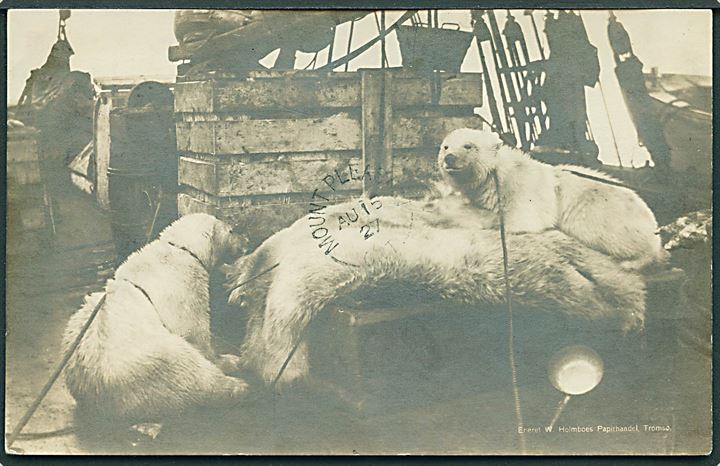 Svalbard. Isbjørne ombord på fangstfartøj. W. Holmboe u/no.  Kvalitet 7
