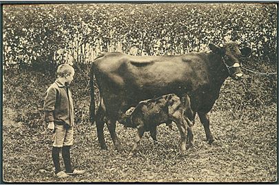 Dreng står ved siden af kalv der dier ved sin mor. O. B. P. M., serie 25/6. 