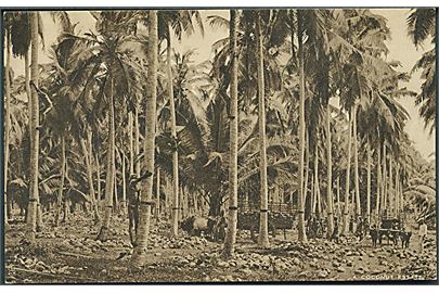 Raphael Tuck: A Coconot Estate. Ceylon British Empire Exhibition. Ceylon Committee. 