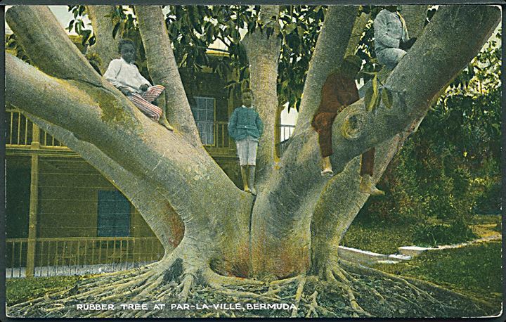 Bermuda. Rubber tree at Par - La - Ville. No. 131. 