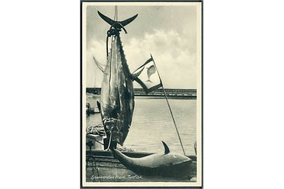 Snekkersten havn med Tunfisk fangst. Rudolf Olsens Kunstforlag no. 10160. 