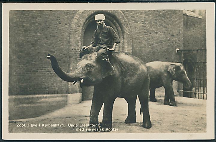 Kjøbenhavn, Zoologisk Have. Unge elefanter med siamesisk vogter. Zool. Have u/no. 
