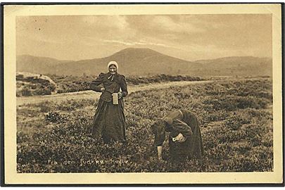 Kvinderne plukker tyttebær på den jydske hede. Stenders no. 24203.