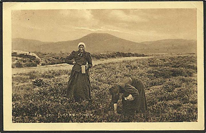 Kvinderne plukker tyttebær på den jydske hede. Stenders no. 24203.