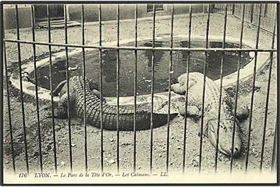 Krokediller i Lyon Zoo, Frankrig. No. 176.