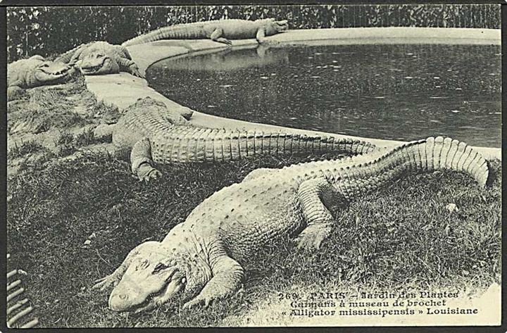 Alligator i Paris Zoo, Frankrig. No. 269.