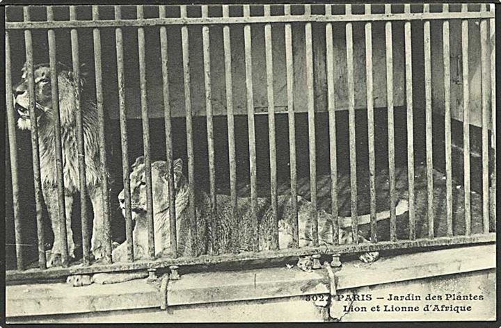 Løver i Paris Zoo, Frankrig. No. 302.