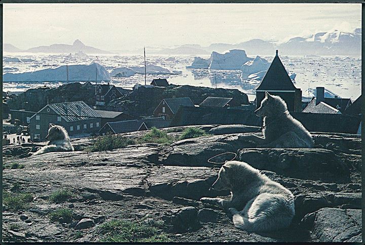 Grønland. Slædehunde i Sommertiden. Grønlands - Agenten. Frank Wille / Leica no. GA 3. 