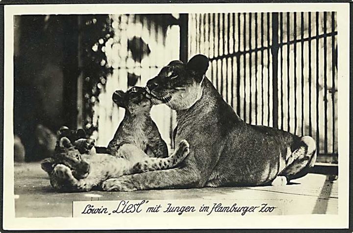 Løvinden Liesl med killinger i Hamburg Zoo, Tyskland. H. Wegner no. 30394.
