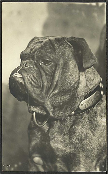 Bokser hund. Rotary no. 705.