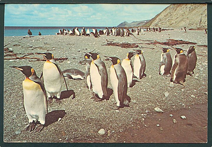 Argentinsk 10 p., 20 p. 40 p. på brevkort (Konge pingviner) annulleret med svagt stempel d. 26.2.1977 og sidestemplet M.S. Lindblad Explorer Antarctica 1976/1977 til Concord, USA.
