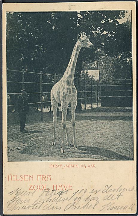 København. Hilsen fra Zoologisk Have med Giraffen Mimi 1¾ år . Aug. Andersen 