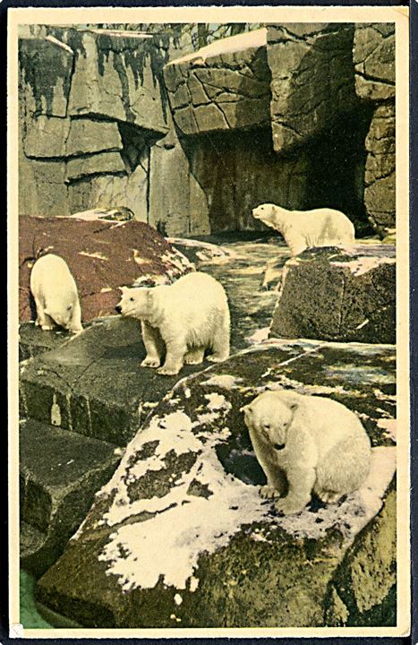 København. Zoologisk Have med den nye isbjørnegrotte. K. Witt - Møllers Kunstforlag, serie no. 6700 - 52. 