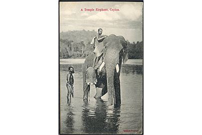 A Temple Elephant, Ceylon. Frankeret med 2d Edward VII (3) fra Colombo 1912 til Aarhus, Danmark.