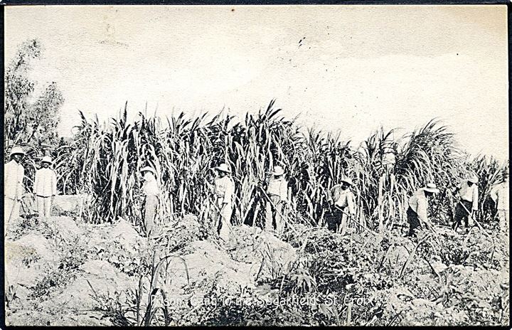 D.V.I., St. Croix, Prison gang in the Sugarfield. A. Ovesen no. 18987.