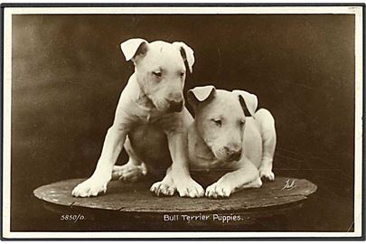 Bull Terrier hvalpe. Valentine no. 5850/D.