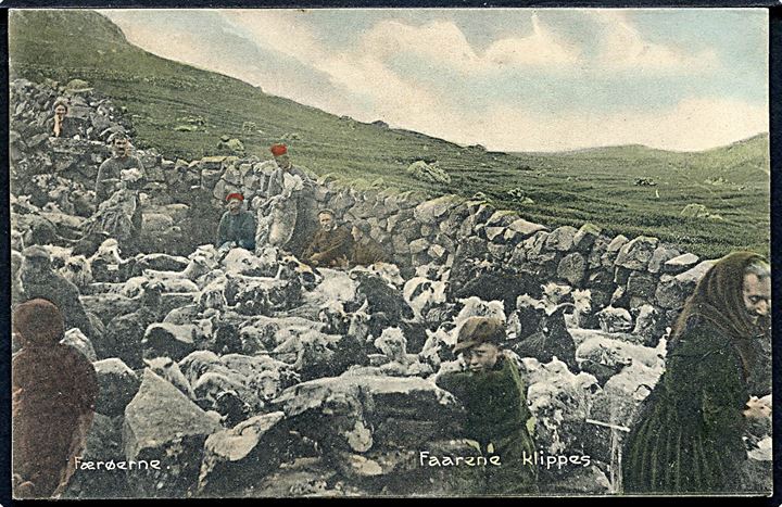 Færøerne, fårene klippes. Stenders no. 23918.