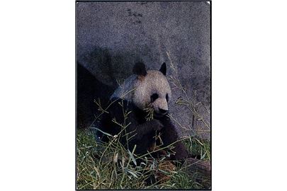 Shanghai. Panda. Hologram 3D postkort. China National publication u/no. 