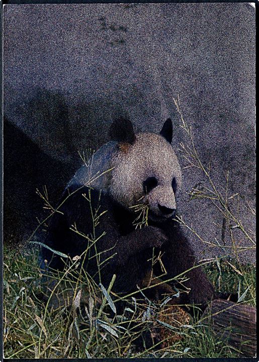 Shanghai. Panda. Hologram 3D postkort. China National publication u/no. 