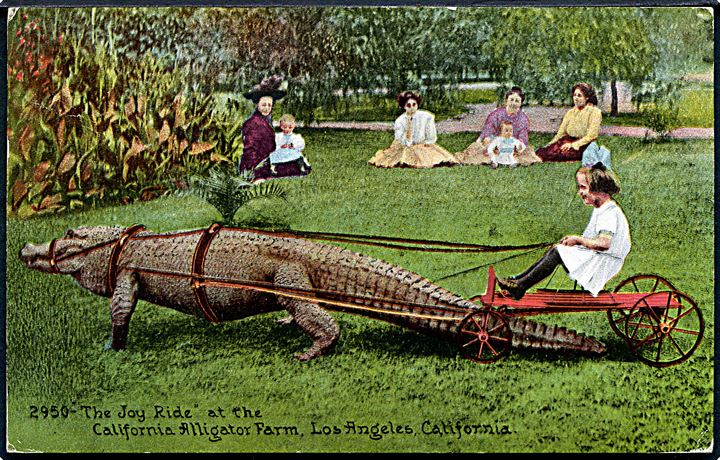 The Joy Ride at the California Alligator farm, Los Angeles, California. Edw. H. Mitchell no. 2950. (Afrevet mærke). 