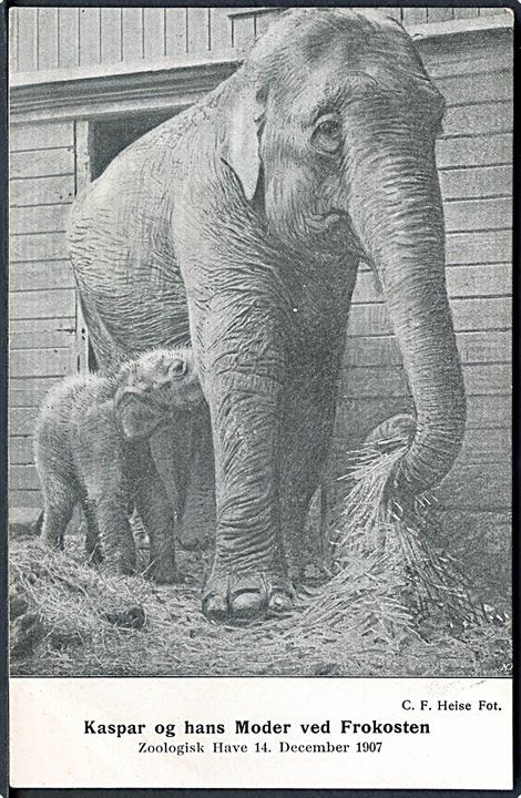 København. Zoologisk Have. Elefanten Kasper og hans moder ved Frokosten. 14 December 1907. J. D. Qvist & Komp u/no. 