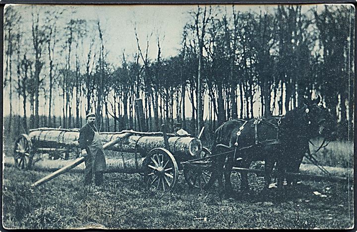 Skovarbejde, tømmer hentes med hestevogn. C. C. Biehl 1907. 