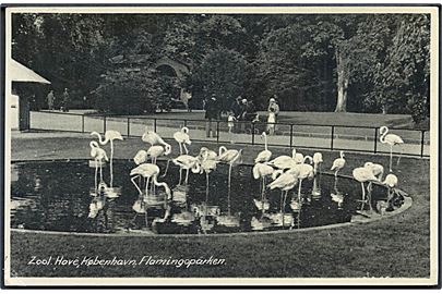 København. Zoologisk Have, Flamingoparken. Stenders no. 87352. 