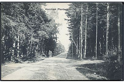 Hornbæk Plantage. Peter Alstrups no. 5326. 